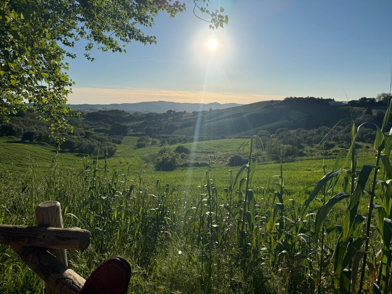Ein Weg führt durch eine ruhige Landschaft auf ein Haus im Abendlicht zu — Sinnbild für den Weg zu einem sicheren Zuhause.